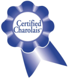 Certified Charolais ribbon small